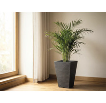 Místnost s oknem, závěsem a arekovou palmou v květináči