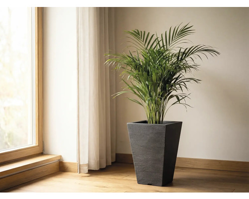 Místnost s oknem, závěsem a arekovou palmou v květináči