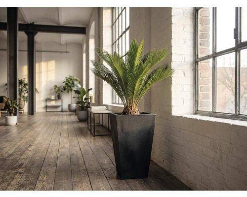 Pokoj s rostlinou zamiaceae v květináči