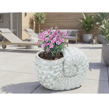 Dekorativní květináč ve tvaru mušle s kvetoucími rostlinami na terase