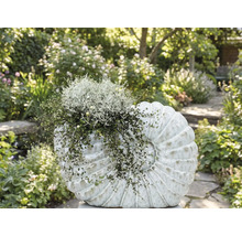 Záhon osázený dekorativním objektem ve tvaru mušle