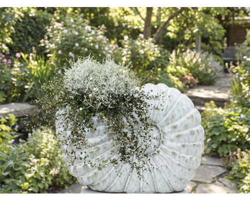 Záhon osázený dekorativním objektem ve tvaru mušle