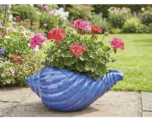 Muškáty v modrém květináči ve tvaru mušle na zahradě.