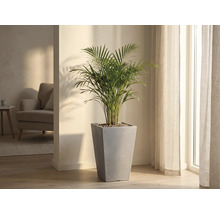 Pokojová rostlina v šedé, kónické květináči ve světlé místnosti.