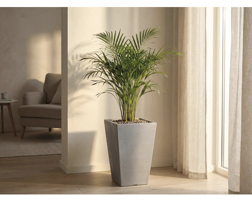 Pokojová rostlina v šedé, kónické květináči ve světlé místnosti.