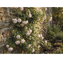 Pnoucí růže na kamenné zdi s podpěrou