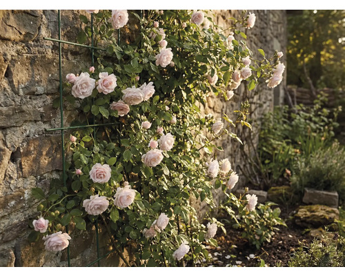 Pnoucí růže na kamenné zdi s podpěrou