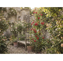 Pohled do zahrady s růžovým obloukem, dřevěnou lavicí a kamennou zdí v pozadí.