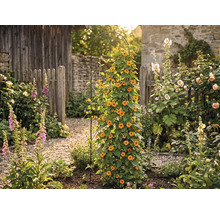 Zahrada s popínavou rostlinou na treláži, obklopená různými květinami a rostlinami před dřevěným plotem a kamennou zdí