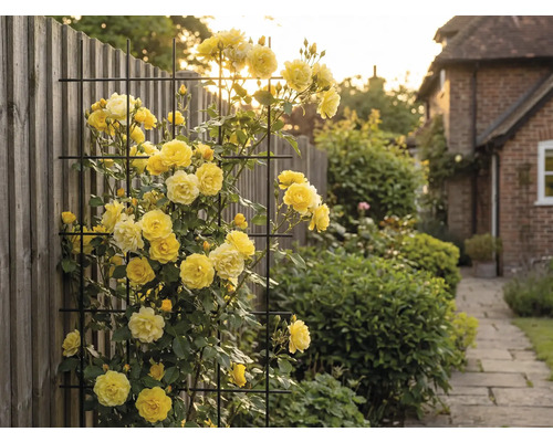 Žluté popínavé růže na kovové mříži v zahradě