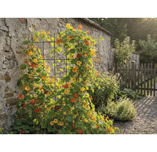 Pohled do zahrady s popínavými rostlinami na zdi a plotě