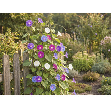 Pohled do zahrady s plotem a popínavou rostlinou s barevnými květy