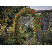 Pohled do zahrady s růžovou bránou, porostlou lichořeřišnicí větší