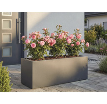 Obdélníkový květináč s růžemi před domem