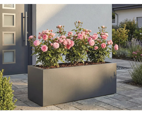 Obdélníkový květináč s růžemi před domem