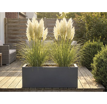 Okrasné trávy v květináči na dřevěné terase.