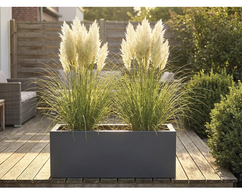 Okrasné trávy v květináči na dřevěné terase.