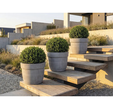 Tři buxusy v květináčích na venkovním schodišti v zahradě.