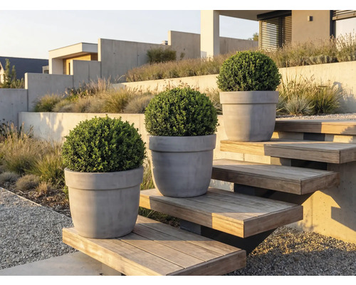 Tři buxusy v květináčích na venkovním schodišti v zahradě.