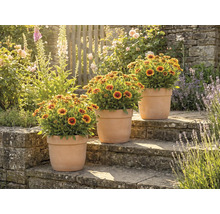 Tři hrnkové rostliny s kokardami na kamenných schodech v zahradě.