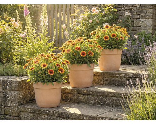 Tři hrnkové rostliny s kokardami na kamenných schodech v zahradě.