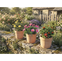 Zahradní prostředí s kopretinami v terakotových květináčích na kamenné zdi