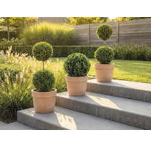 Tři tvarované stromy v hliněných květináčích na kamenném schodišti v zahradě.