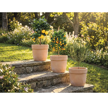 Tři rostliny v květináčích na kamenných schodech v zahradě: citroník, mandarinkovník a rozmarýn.