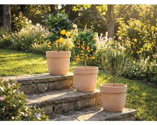 Tři rostliny v květináčích na kamenných schodech v zahradě: citroník, mandarinkovník a rozmarýn.