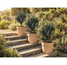 Tři olivovníky v květináčích na kamenných schodech venku.