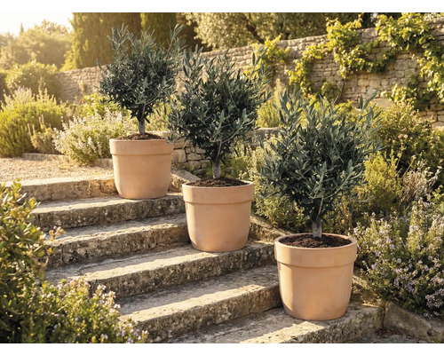 Tři olivovníky v květináčích na kamenných schodech venku.