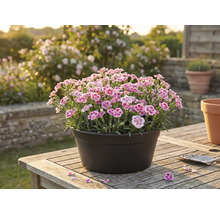 Hvozdíky v květináči na dřevěném stole v zahradě.