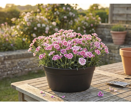 Hvozdíky v květináči na dřevěném stole v zahradě.