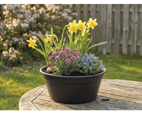 Květinové aranžmá s narcisy, karafiáty a pomněnkami v květináči na dřevěném stole