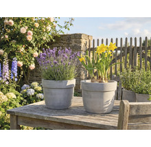 Levandule a narcisy v květináčích na zahradním stole