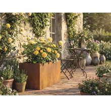 Terasa se žlutými růžemi v kovovém květináči, kovový stůl a židle