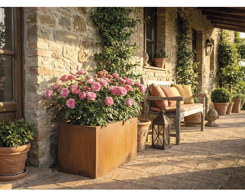 Rustikální terasa s růžemi v květináči a dřevěnou lavicí s polštáři.