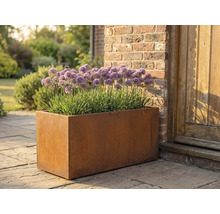 Obdélníkový kovový květináč s rostlinami Allium na zahradě.