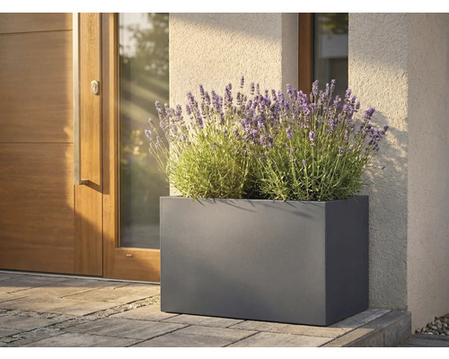 Obdélníkový kovový květináč s levandulí před vchodovými dveřmi