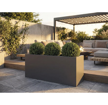 Venkovní snímek obdélníkového tmavého truhlíku se třemi kulovitými rostlinami na kamenné terase