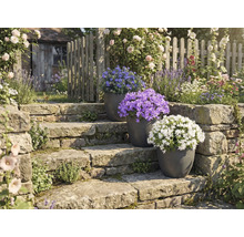 Zahradní úprava s kamenným schodištěm a kvetoucími rostlinami v květináčích