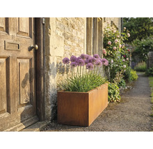 Obdélníkový kovový květináč s okrasným česnekem vedle vchodových dveří