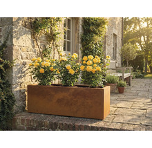 Obdélníkový kovový květináč se žlutými růžemi na zahradě