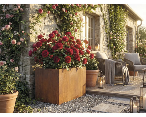 Okrasná zahrada s růžemi v květináčích a posezením