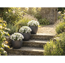 Tři květináče s bílými zvonky na kamenném schodišti v zahradě.