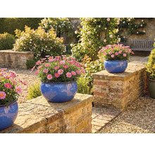 Zahradní scéna s kopretinami v modrých květináčích na zdi