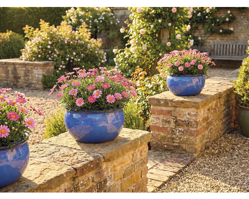 Zahradní scéna s kopretinami v modrých květináčích na zdi