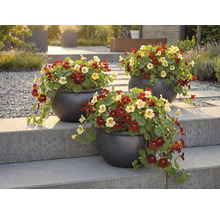 Tři květináče s lichořeřišnicí na kamenném schodišti v zahradě.