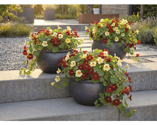 Tři květináče s lichořeřišnicí na kamenném schodišti v zahradě.