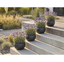 Okrasné rostliny levandule v květináčích na schodech venku